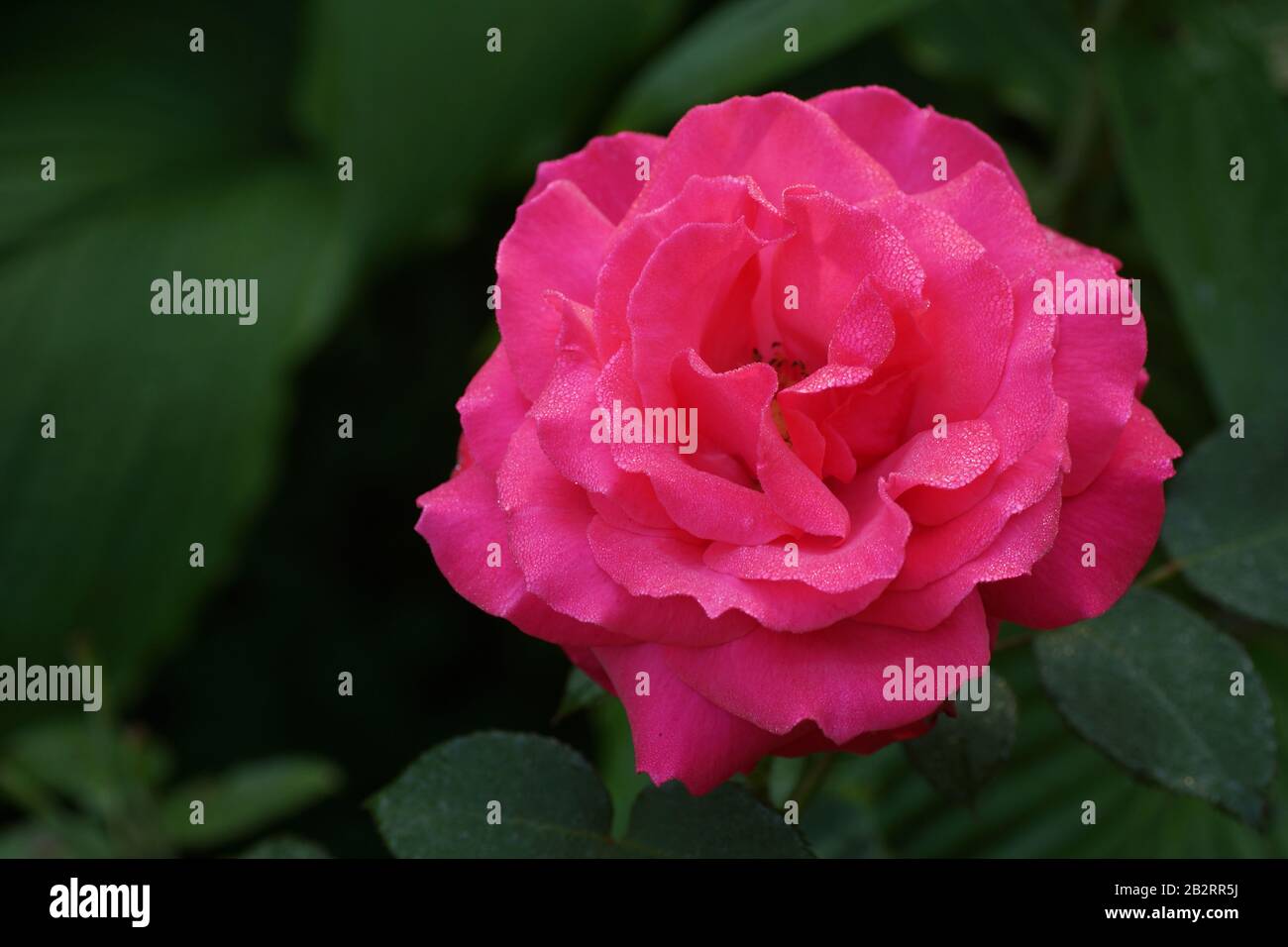 Jubilé de Mullard beau sermon rose gros plan. Une fleur, dans un jardin dans des conditions naturelles au milieu de la verdure, sous le ciel ouvert. Banque D'Images