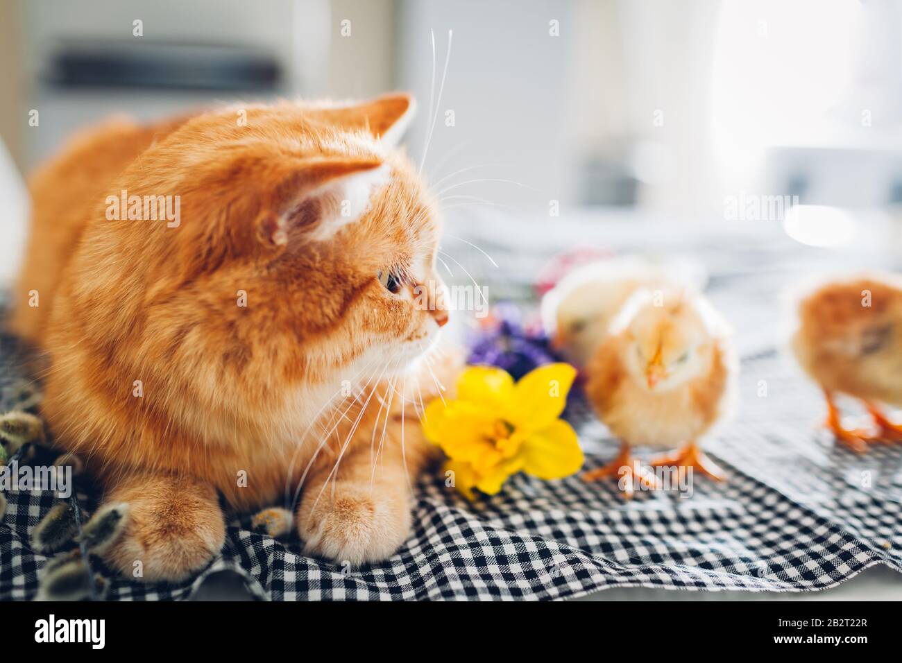 Poulet De Paques Jouant Avec Chat Aimable Petits Poussins Braves Marchant Par Le Chat De Gingembre Parmi Les Fleurs Et Les œufs De Paques Photo Stock Alamy