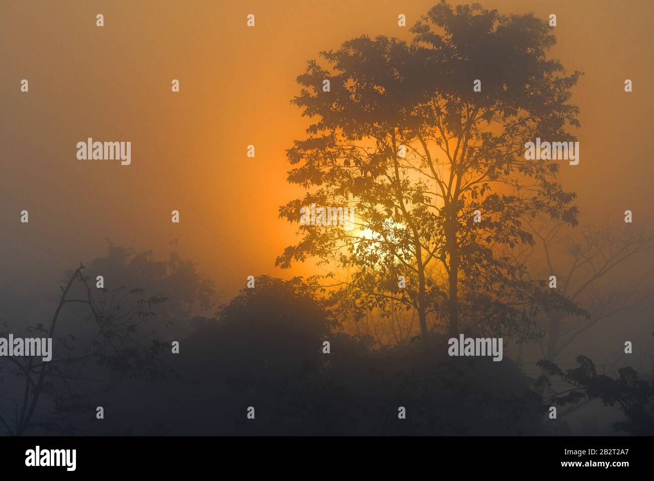 Lever du soleil sur la forêt tropicale, Amérique centrale Banque D'Images