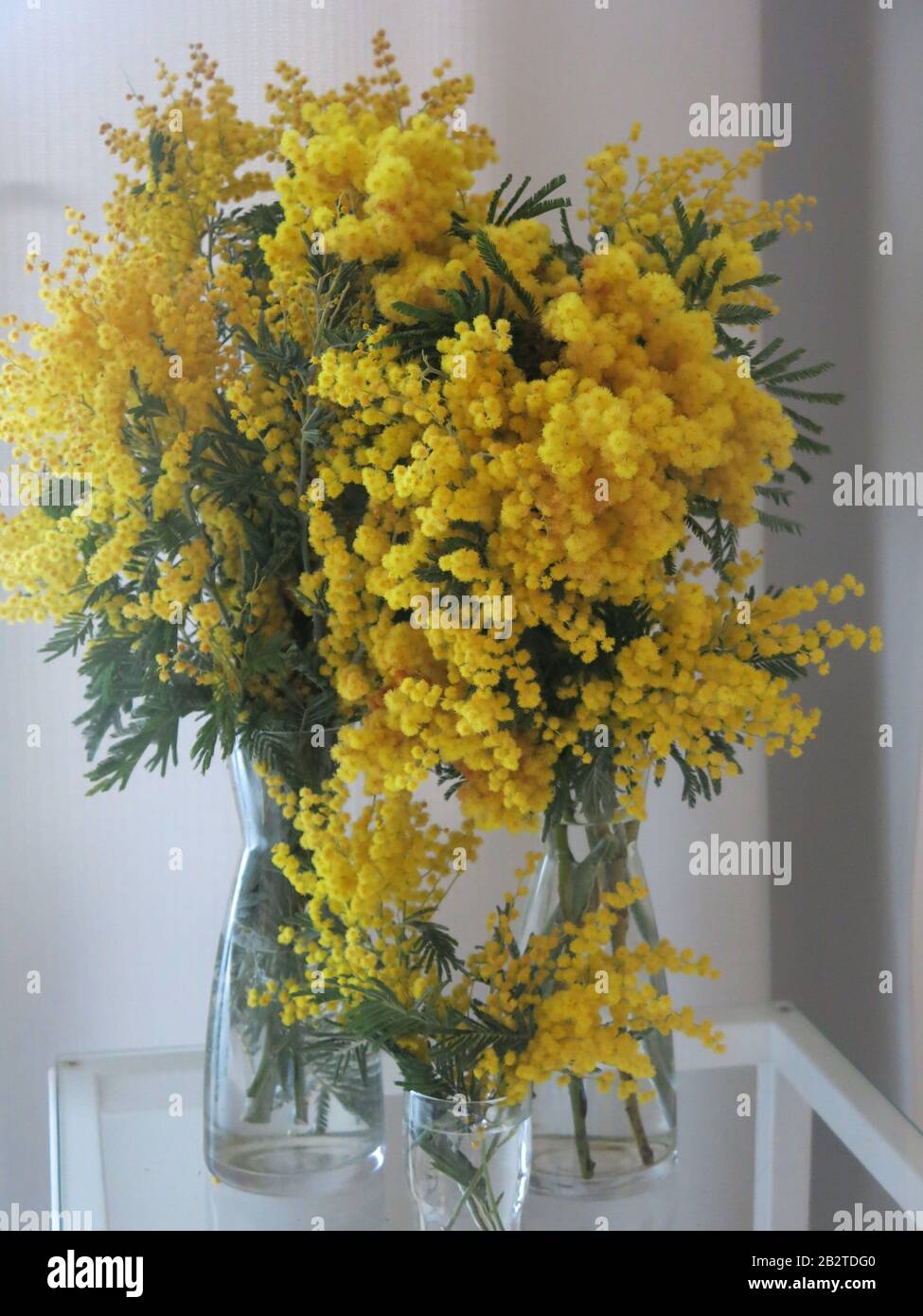 Trois vases en verre remplis de vaporisateurs de mimosa jaune vif, après la remise des petits pains après l'annulation du défilé de fleurs, Nice 2020 Banque D'Images