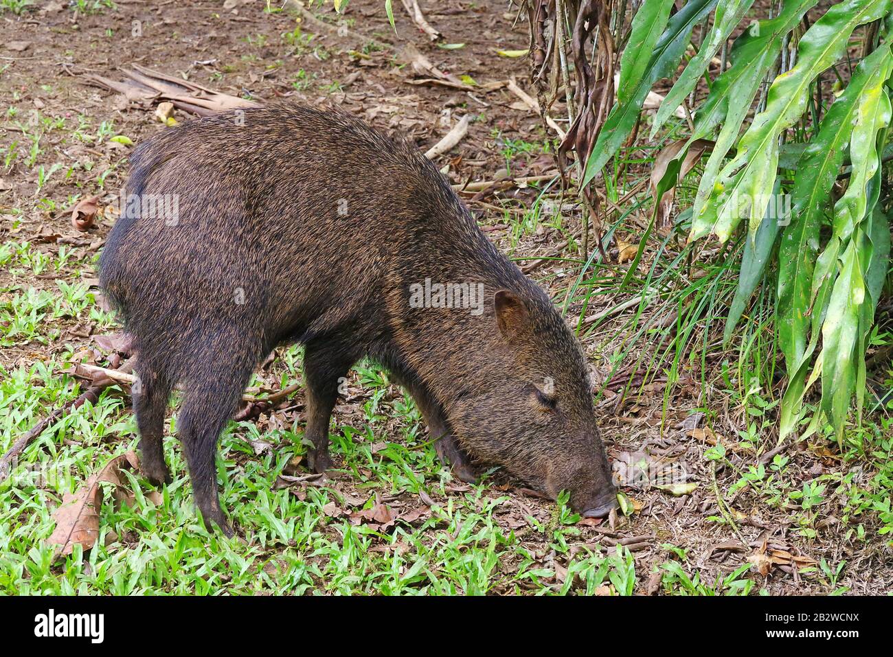 Peccary (Pecarui tajacu), du Costa Rica Banque D'Images