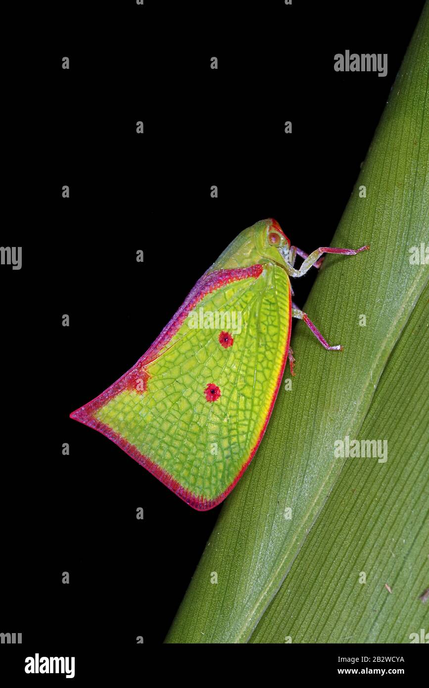 Carthaeomorpha rufipes, planthopper du Costa Rica Banque D'Images