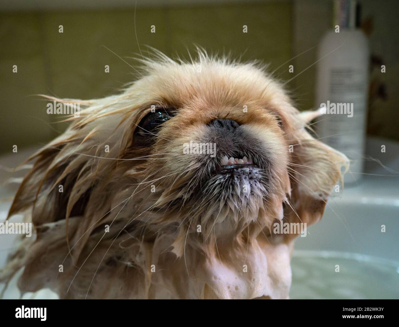 doggy savonnelle prenant un bain Banque D'Images