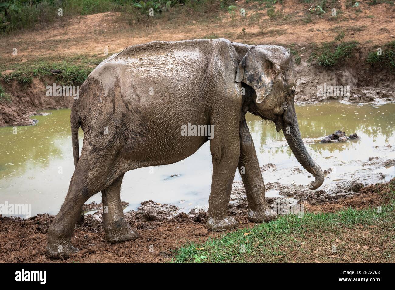 Profondément à l'intérieur du parc national d'Udawalawe, dans la province du Sud du Sri Lanka, un bébé éléphant espiègle laisse un trou d'arrosage couvert de boue. Banque D'Images