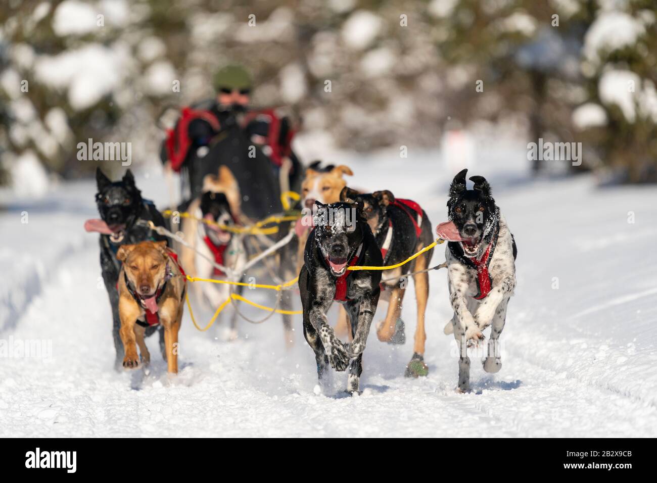 Musher Todd Whitcomb participe aux Championnats du monde de chiens de traîneau à fourrure Rendezvous à Campbell Airstrip à Anchorage, dans le centre-sud de l'Alaska. Banque D'Images