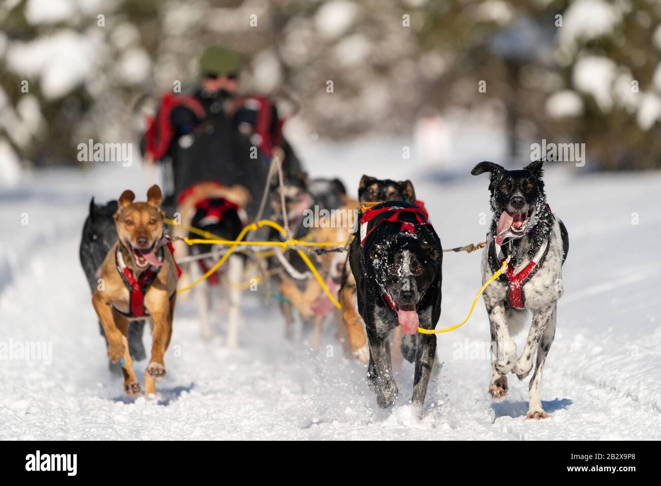 Musher Todd Whitcomb participe aux Championnats du monde de chiens de traîneau à fourrure Rendezvous à Campbell Airstrip à Anchorage, dans le centre-sud de l'Alaska. Banque D'Images