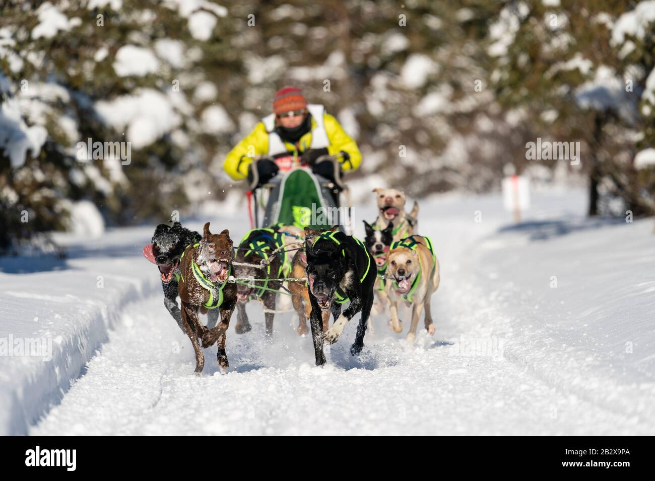 Musher Amy Dunlap en compétition aux Championnats du monde de chiens de traîneau à fourrure Rendezvous à Campbell Airstrip à Anchorage, dans le centre-sud de l'Alaska. Banque D'Images