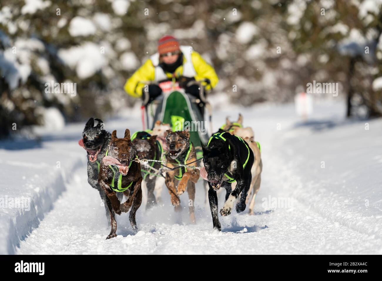 Musher Amy Dunlap en compétition aux Championnats du monde de chiens de traîneau à fourrure Rendezvous à Campbell Airstrip à Anchorage, dans le centre-sud de l'Alaska. Banque D'Images