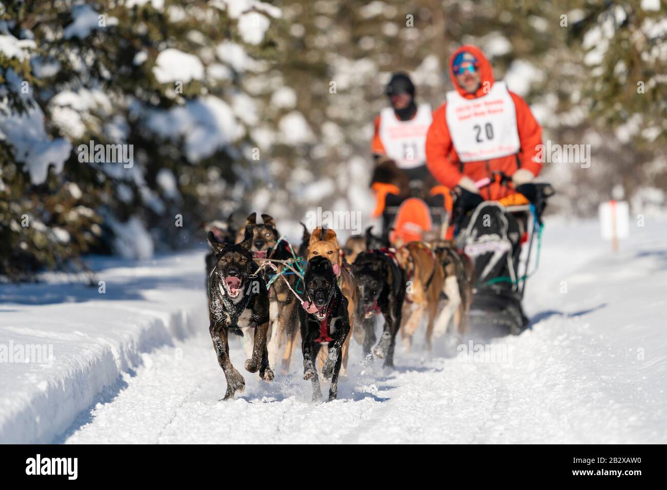 Les mushers Thad McCracken et Erick Laforce se disputent aux Championnats du monde de chiens de traîneau à fourrure Rendezvous à Campbell Airstrip à Anchorage, en Alaska. Banque D'Images