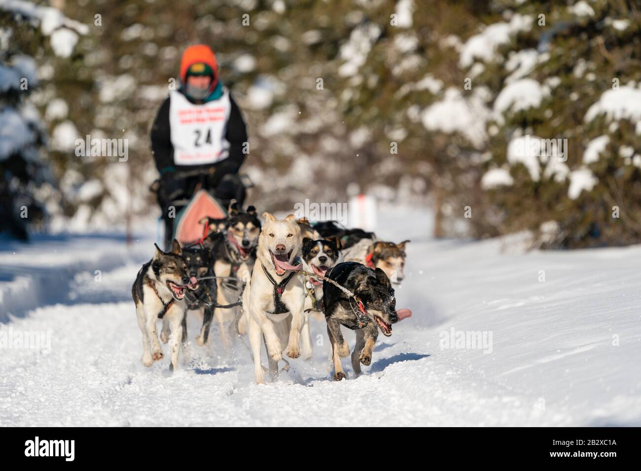 Musher Eli Campbell en compétition aux Championnats du monde de chiens de traîneau à fourrure Rendezvous à Campbell Airstrip à Anchorage, dans le centre-sud de l'Alaska. Banque D'Images