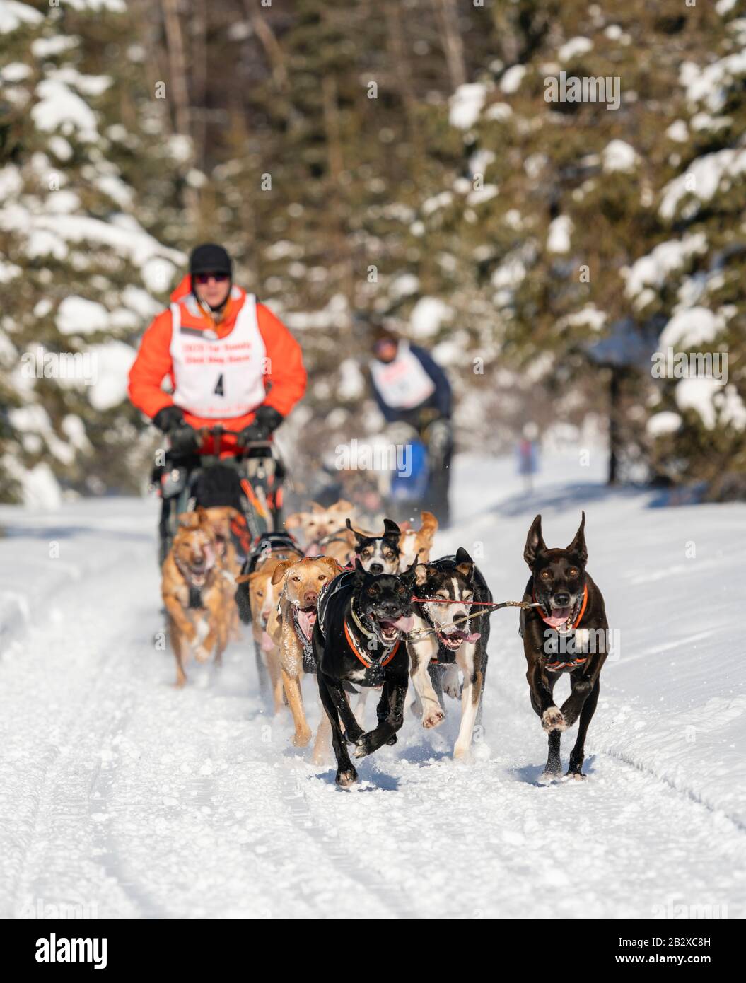 Mushers Kourosh Partow et Armin Johnson rivalisant aux Championnats du monde de chiens de traîneau à fourrure Rendezvous à Campbell Airstrip à Anchorage, en Alaska. Banque D'Images