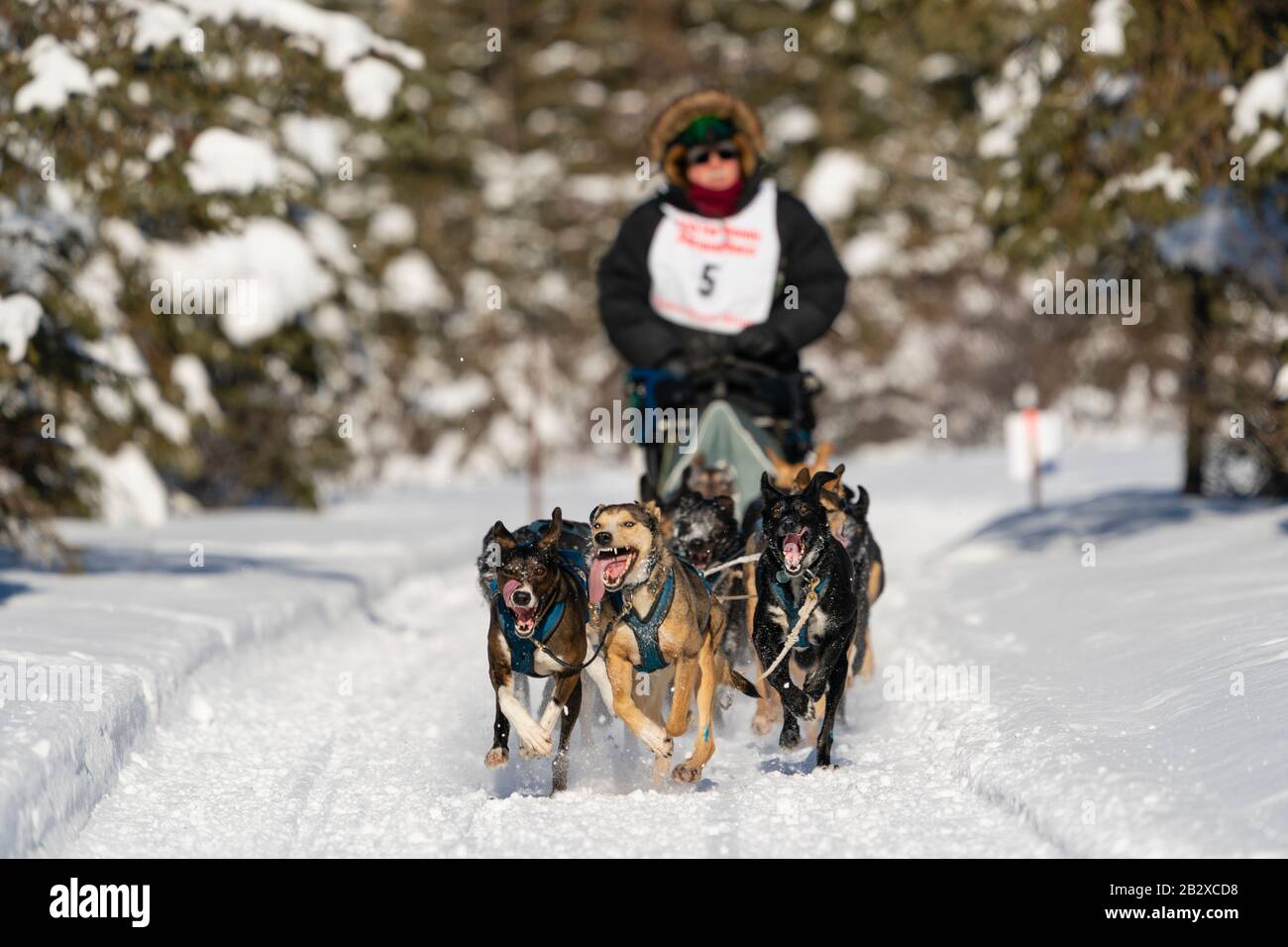 La museuse Danny Beck se dispute aux Championnats du monde de chiens de traîneau à fourrure Rendezvous à Campbell Airstrip à Anchorage, dans le sud de l'Alaska. Banque D'Images