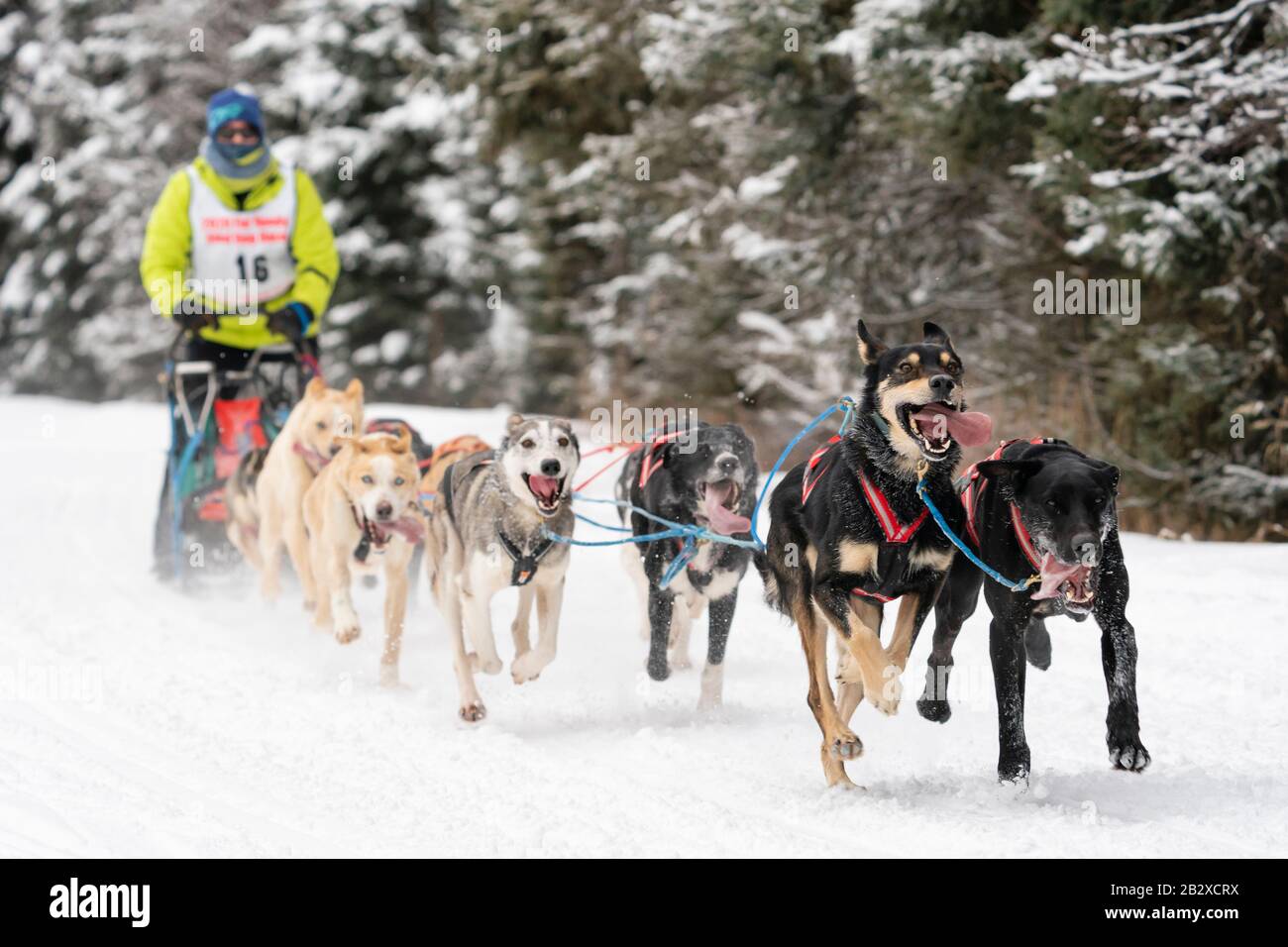 Musher Wendy Callis participe aux Championnats du monde de chiens de traîneau à fourrure Rendezvous à Goose Lake à Anchorage, dans le sud de l'Alaska. Banque D'Images