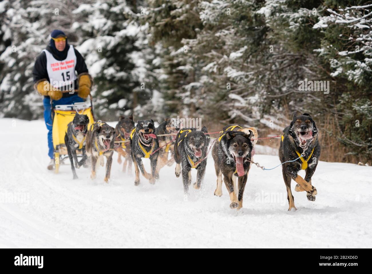 Musher Hans Gatt en compétition aux Championnats du monde de chiens de traîneau à fourrure Rendezvous à Goose Lake à Anchorage, dans le sud de l'Alaska. Banque D'Images