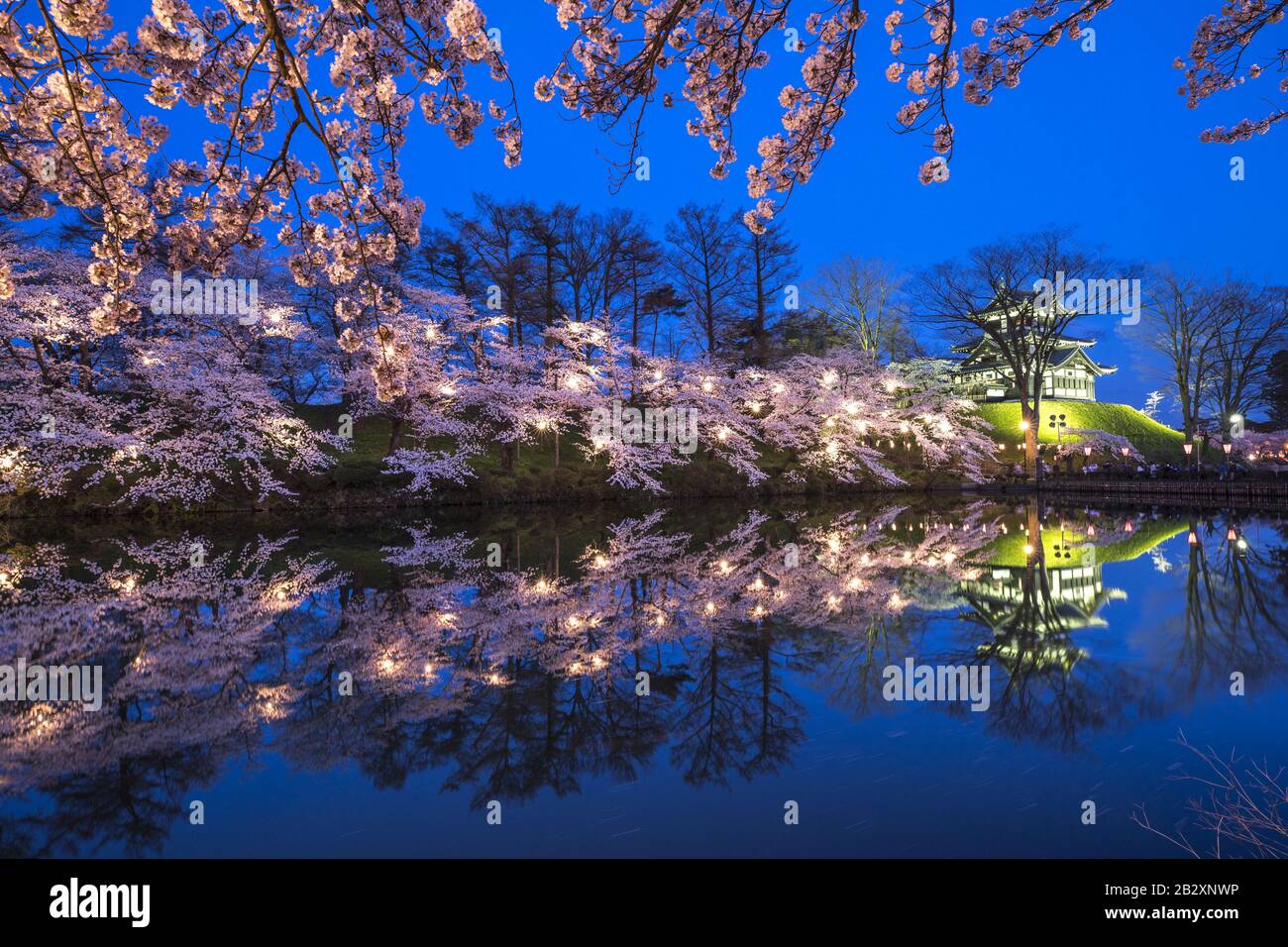 Les fleurs de cerisier à Takada Park au Japon Banque D'Images