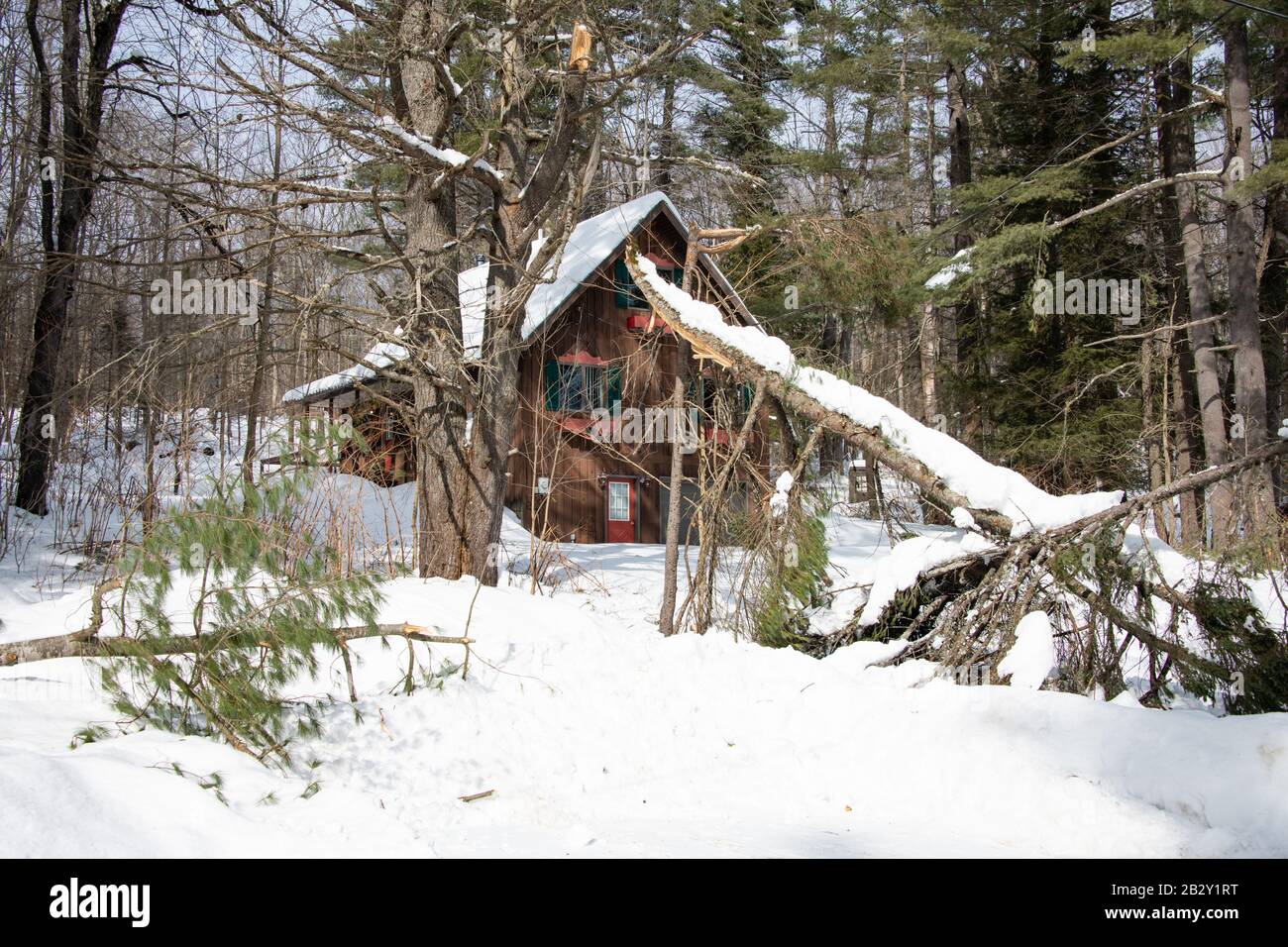 Une grande branche d'arbres verdoyants s'est brisée lors d'une tempête de neige devant une cabine dans la nature sauvage des montagnes Adirondack. Banque D'Images
