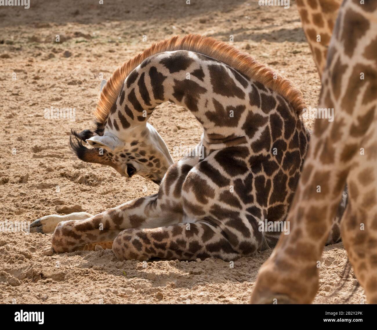 La girafe de bébé derrière son parent se rapproche Banque D'Images