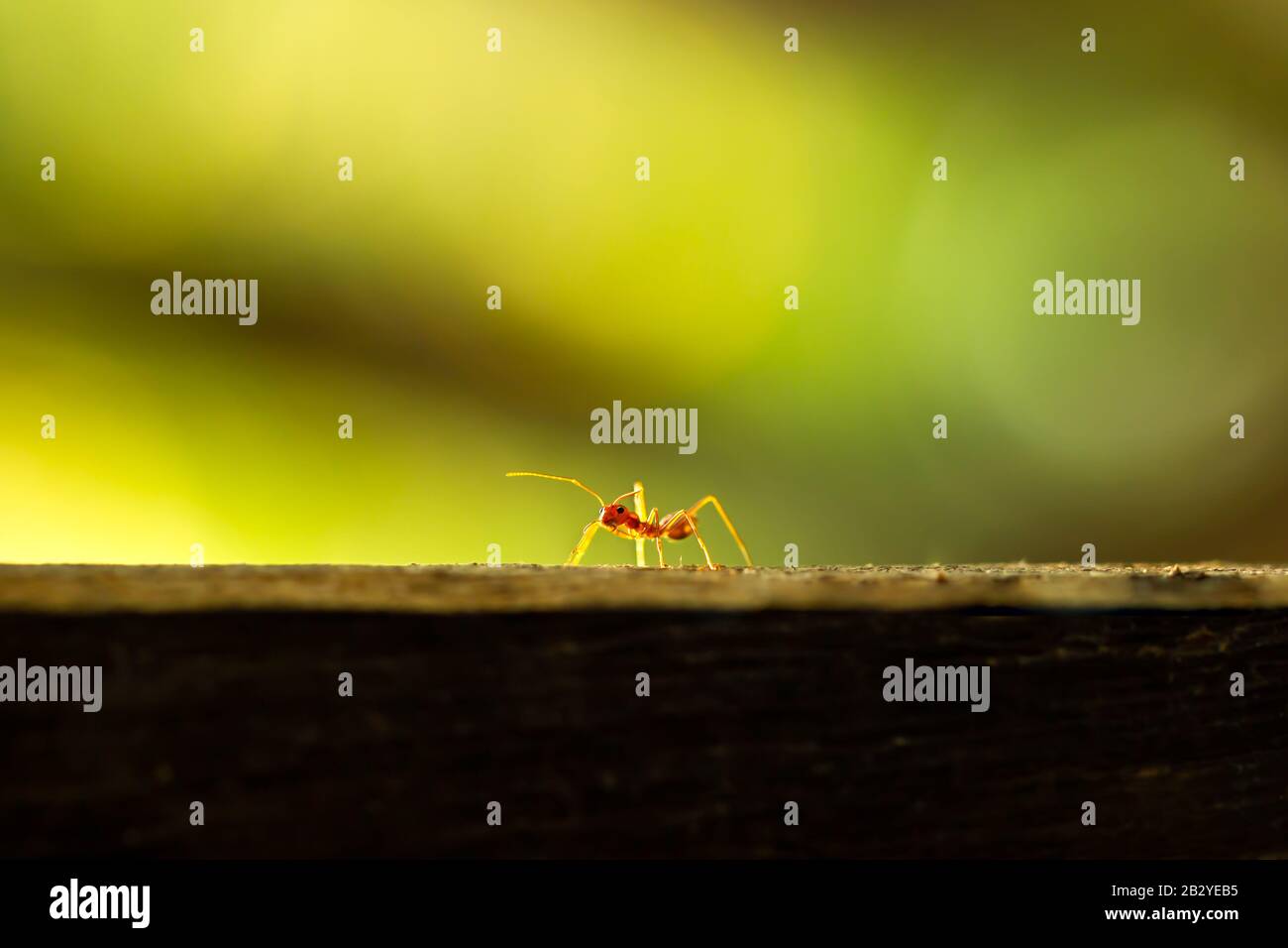 Rouge ant marchant sur l'arbre et vert naturel arrière-plan. Gros plan et espace de copie. Intégrité de la nature et de l'environnement. Banque D'Images