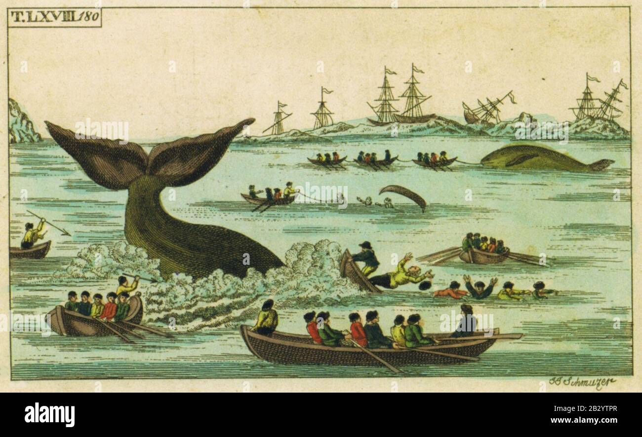 Gefahren beim Walfang S. Schmuzer (1800) 01. Banque D'Images