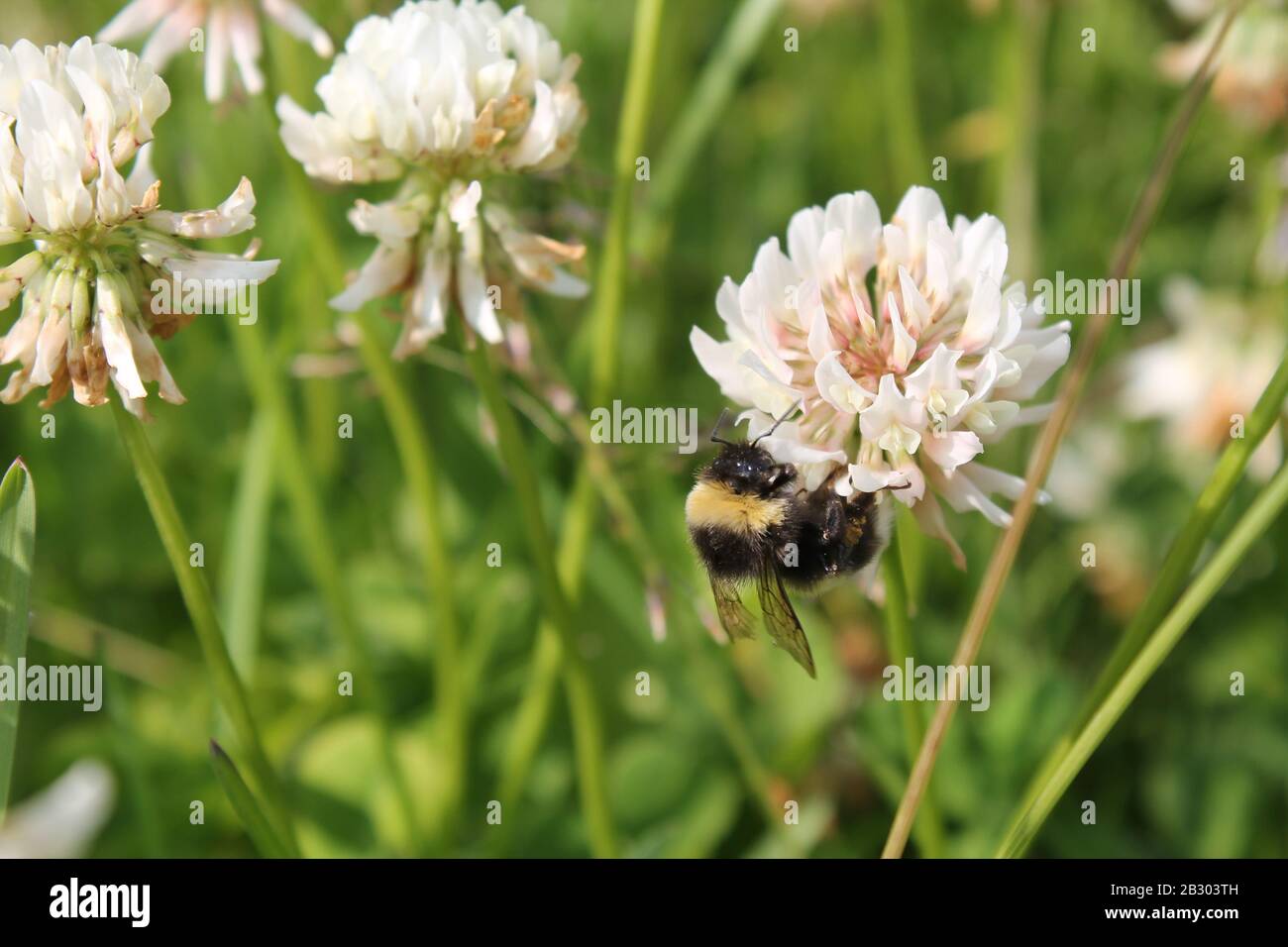 Bumblebee assis sur le trèfle blanc hollandais. Trèfle ladino poussant sur la pelouse, le champ ou la prairie. Plante utilisée en médecine de fines herbes et culinaire. Fond de nature botanique. Saison estivale ou printanière Banque D'Images