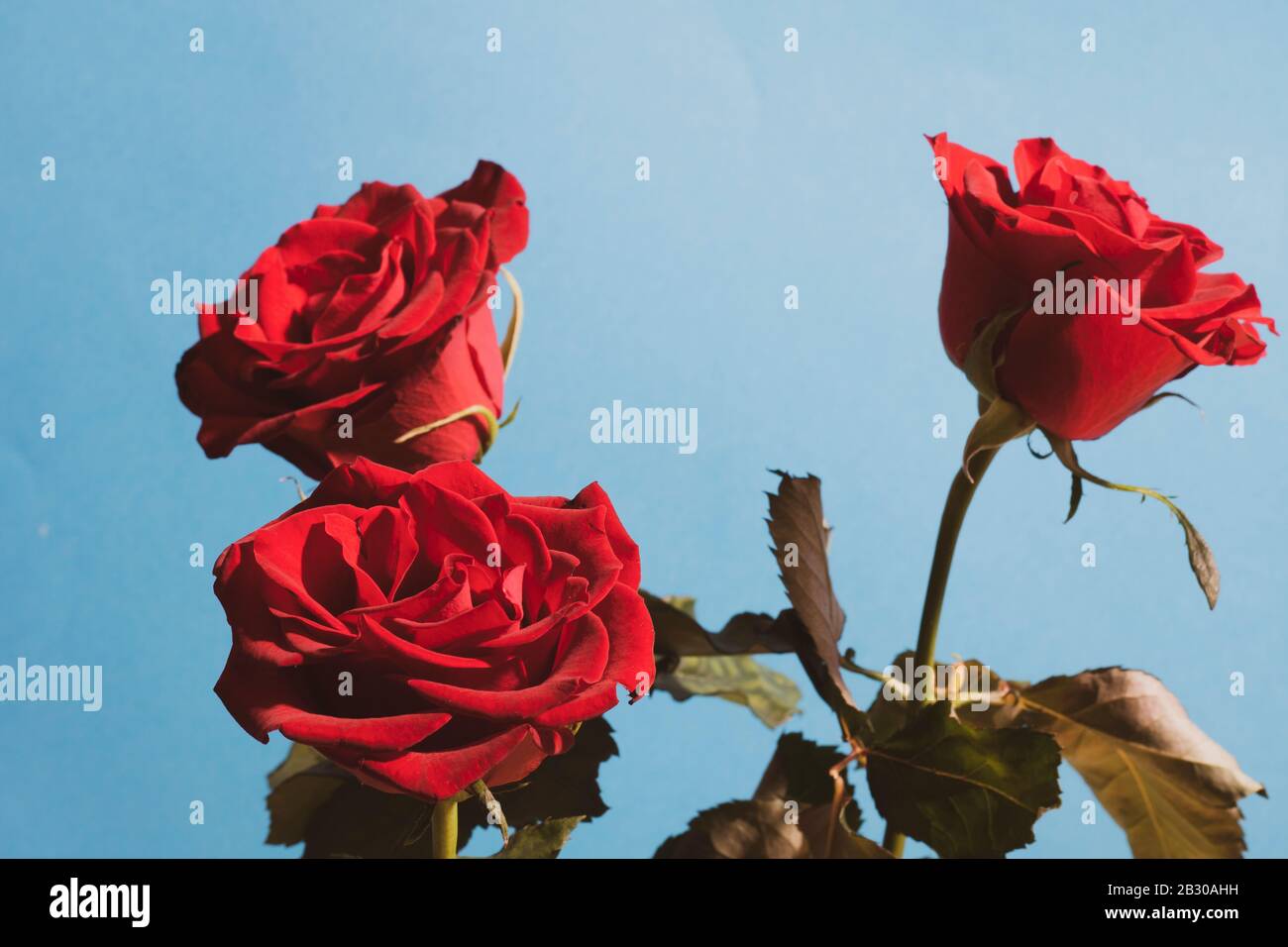 Des roses rouges vibrantes sur fond bleu pour la Saint Valentin, ou n'importe quel jour pour dire sur l'amour Banque D'Images