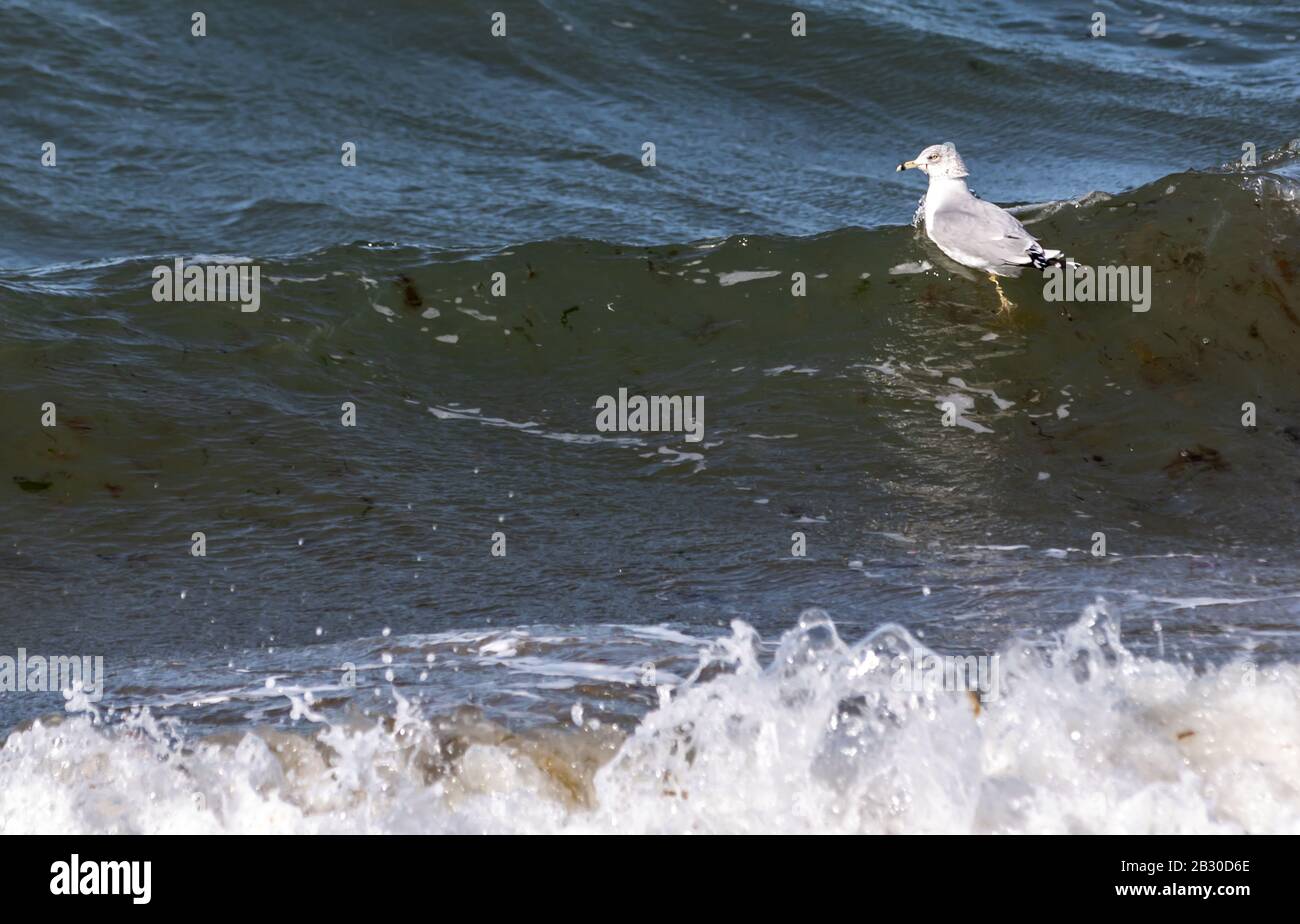 Seagull qui monte une vague de l'océan dans le port de Sag, NY Banque D'Images