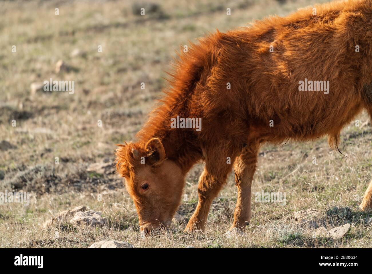 Mollet skinny marron sur un flanc de montagne Banque D'Images