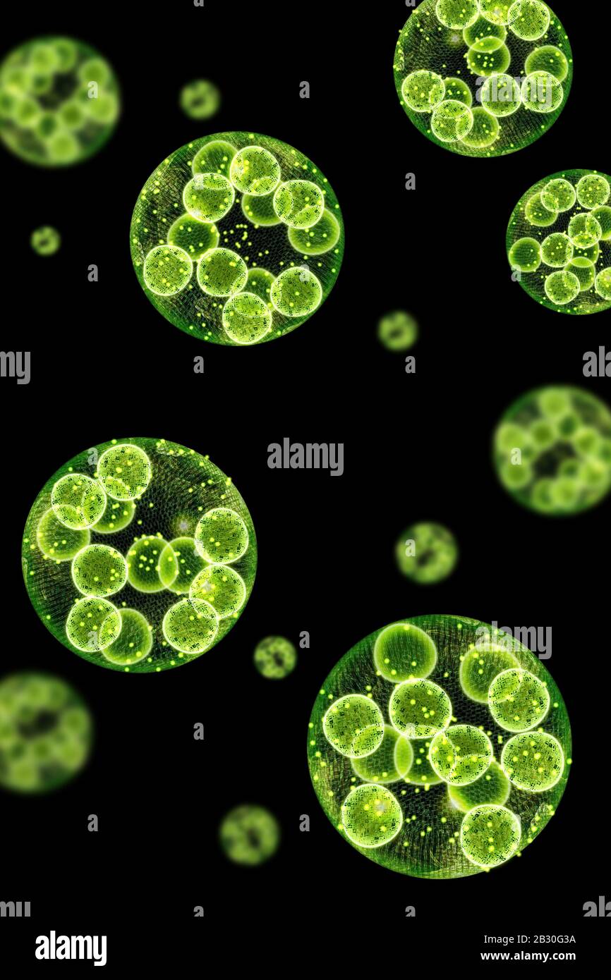 Illustration conceptuelle microscopique des algues chlorella à cellule unique verte Banque D'Images