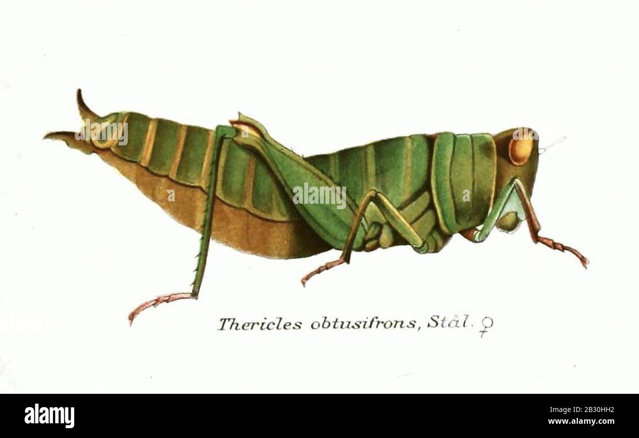 Genres Insectorum - Thericules Obtusifrons. Banque D'Images