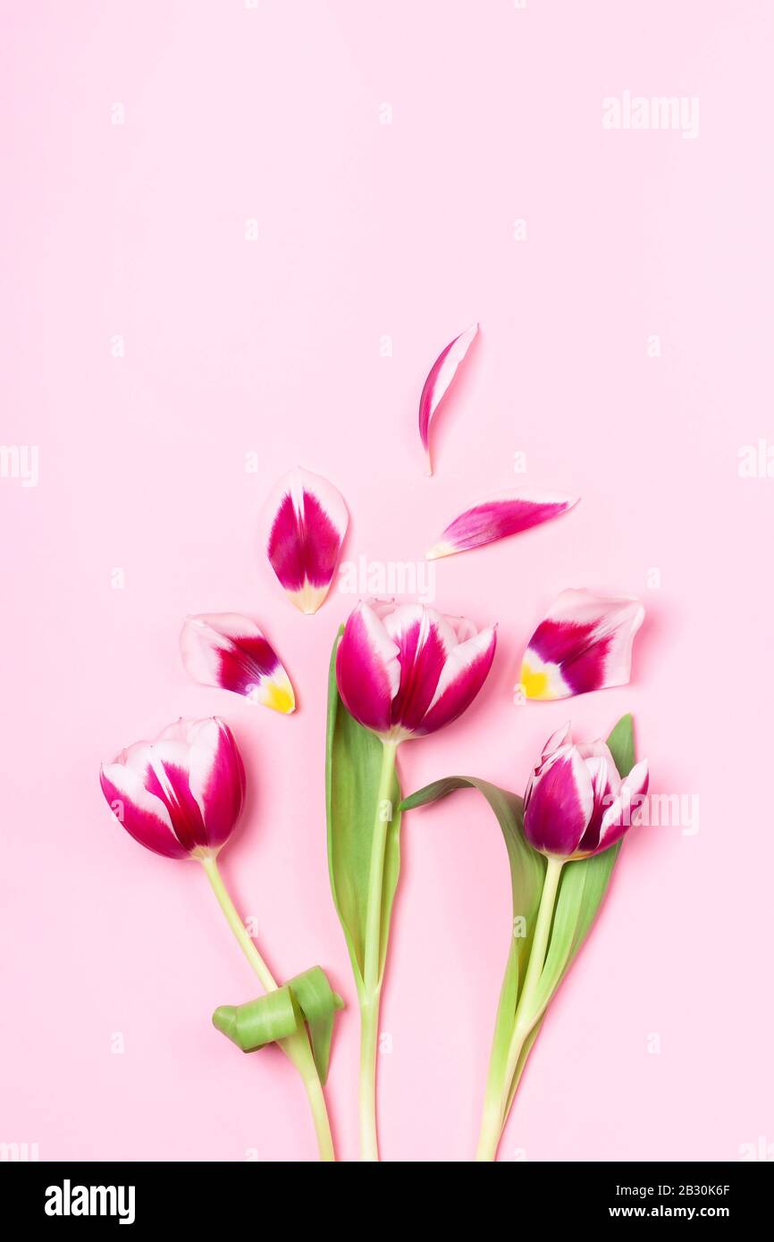 Trois tulipes roses fragiles. Concept du printemps, Journée de la femme, Fête des mères, 8 mars, les salutations de vacances. Banque D'Images