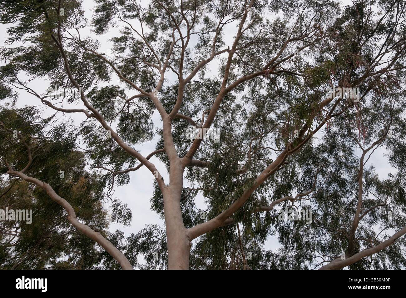 Eprouler L'Eucalyptus, Albert Park Lake, Melbourne, Australie Banque D'Images