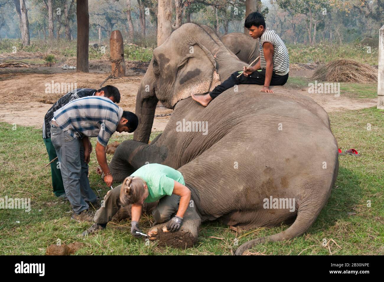 Un vétérinaire européen aide le personnel népalais à effectuer une pédicure sur un éléphant d'Asie dans le parc national de Chitwan, dans la région du Terai au Népal. Banque D'Images