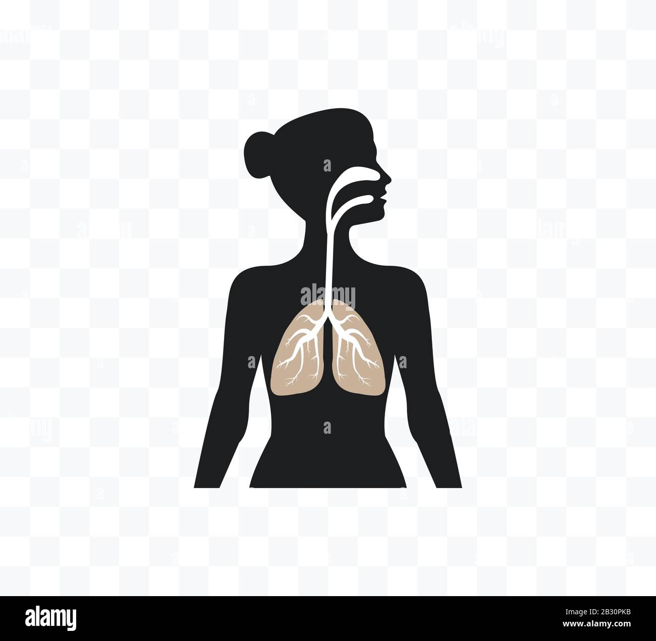 Poumons femme silhouette de corps. Illustration vectorielle, conception plate. Illustration de Vecteur