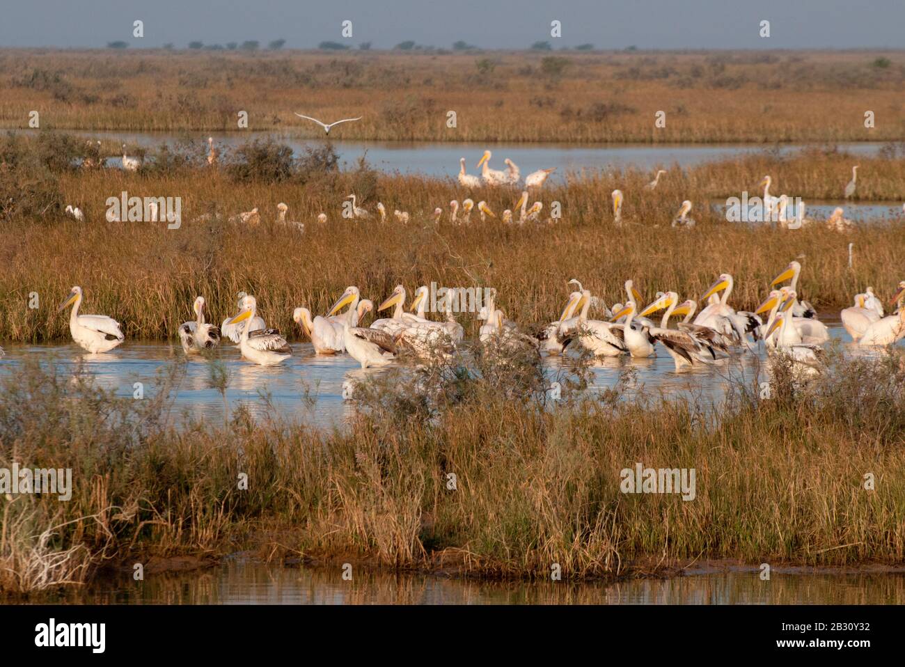 La sauvagine dans le Rann de Kutch, Gujarat, dans l'ouest de l'Inde Banque D'Images