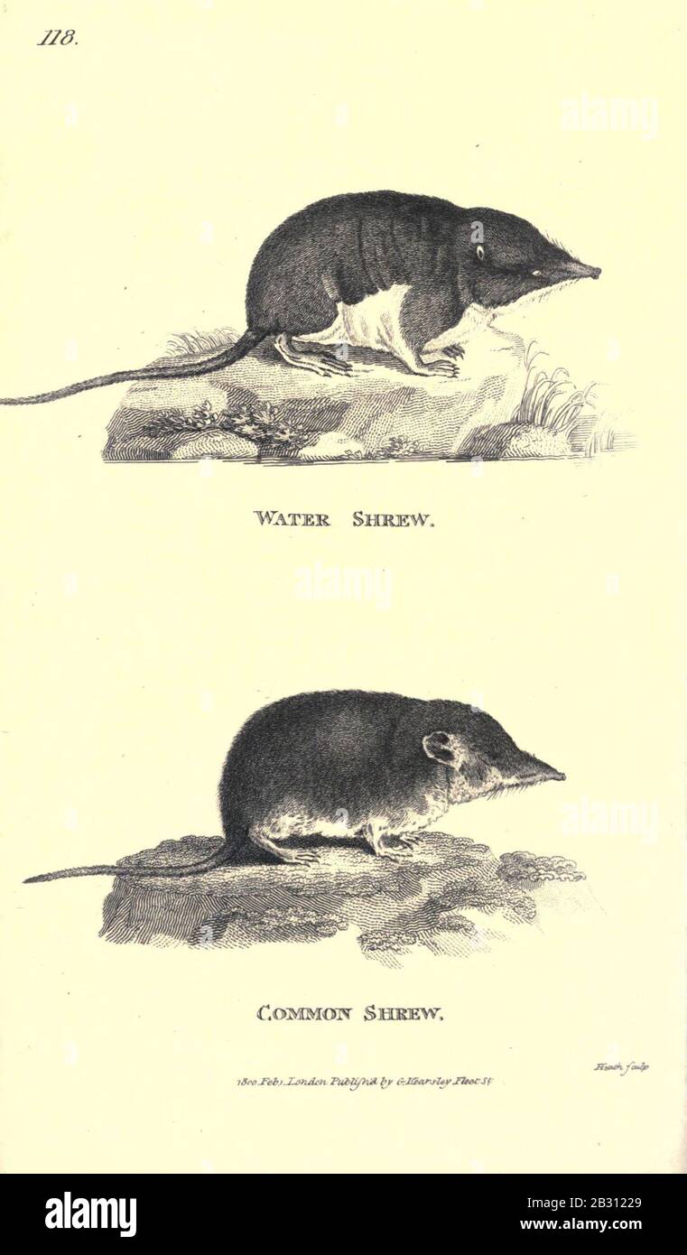 Zoologie générale ou histoire Naturelle Systématique (plaque 118) (6302827654). Banque D'Images