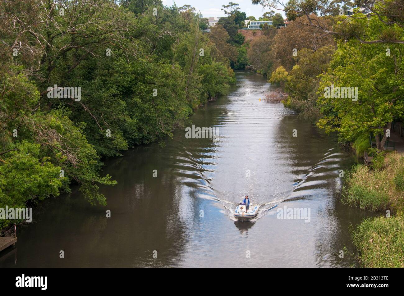 Un seul lancement crée un sillage qui descend une portion de la Yarra River, Victoria, Australie, de Melbourne, qui est une autre région calme et bordée de forêts Banque D'Images