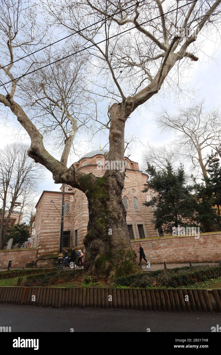 Un grand vieux arbre dans le centre de la vieille ville. Plan global. Istanbul Banque D'Images