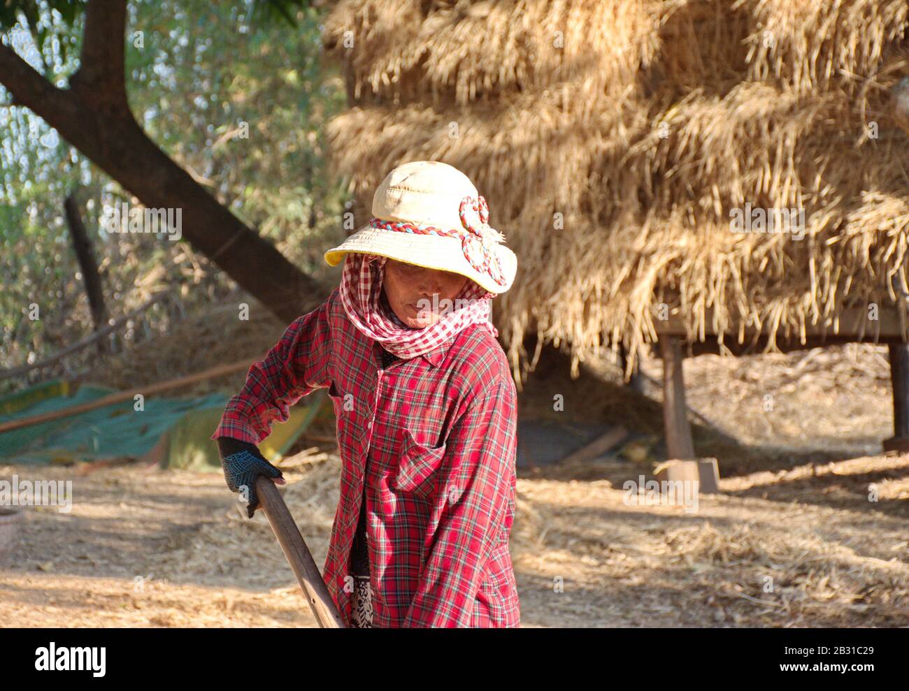 Portrait de la femme cambodgienne mûre travaillant sur le terrain Banque D'Images