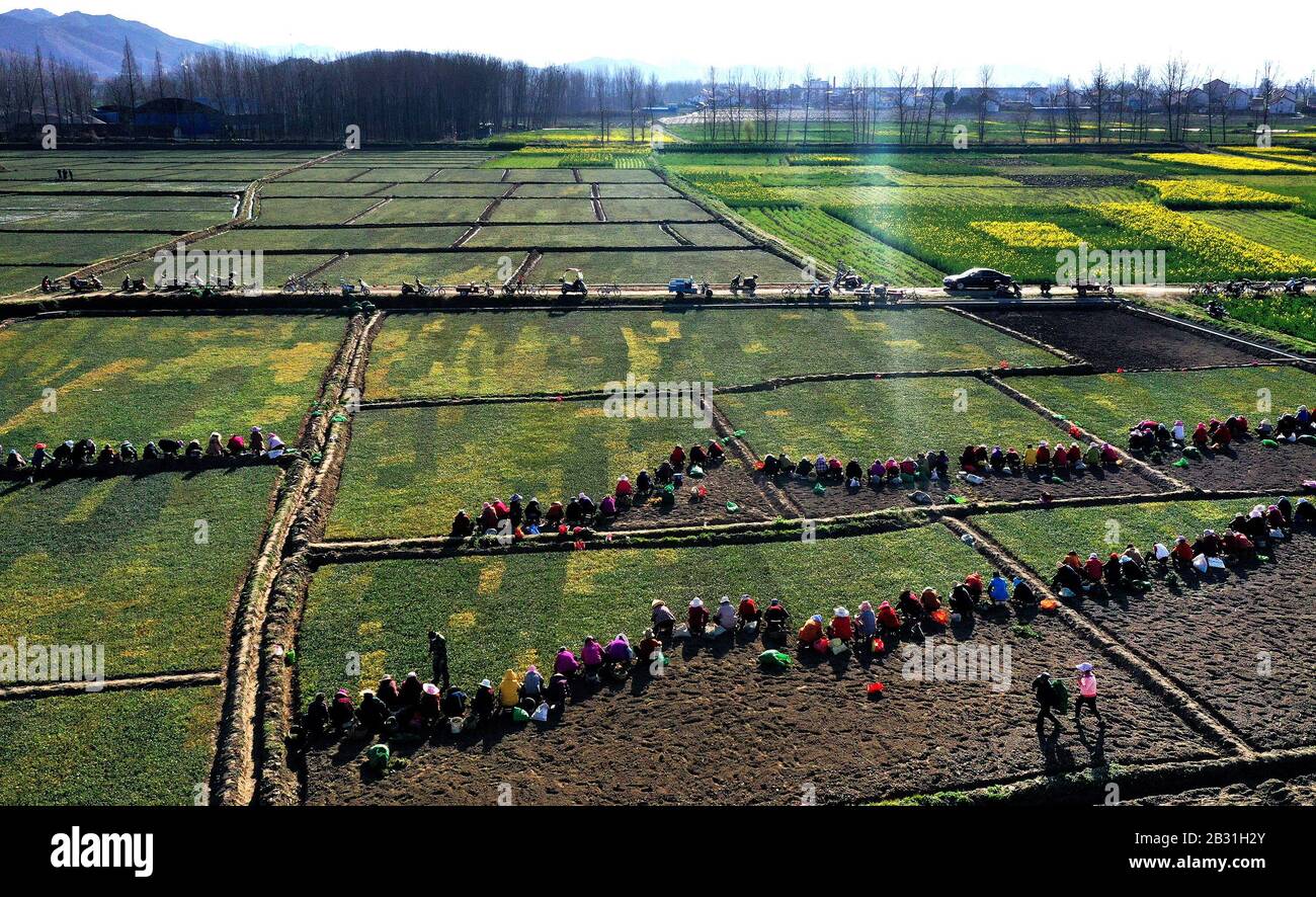 (200304) -- MIANXIAN, 4 mars 2020 (Xinhua) -- une photo aérienne prise le 3 mars 2020 montre aux villageois planter Ophiogon japonicus, une herbacée traditionnelle chinoise (TCM), dans les champs du village de Chunfeng dans le comté de Mianxian, dans la province du Shaanxi au nord-ouest de la Chine. Depuis 2018, le village de Chunfeng du comté de Mianxian a essayé de planter Ophiogon japonicus, une herbe de TCM nouvellement introduite dans le village, et a fait un succès. Le village a ensuite établi des coopératives professionnelles de plantation et de transformation pour étendre sa chaîne de production de l'herbe de TCM. Jusqu'à présent, un sta de 400 um (environ 26,7 hectares) Banque D'Images