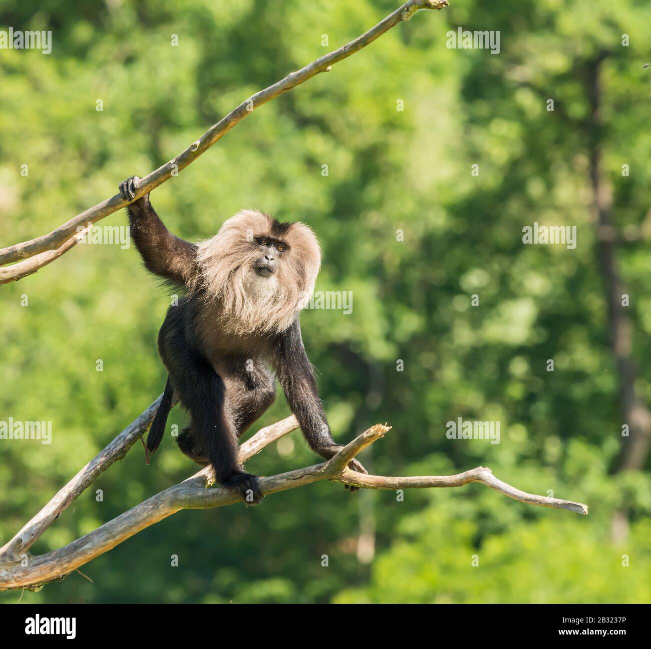 singe macaque à queue de lion marchant sur des branches mortes dans le zoo Banque D'Images