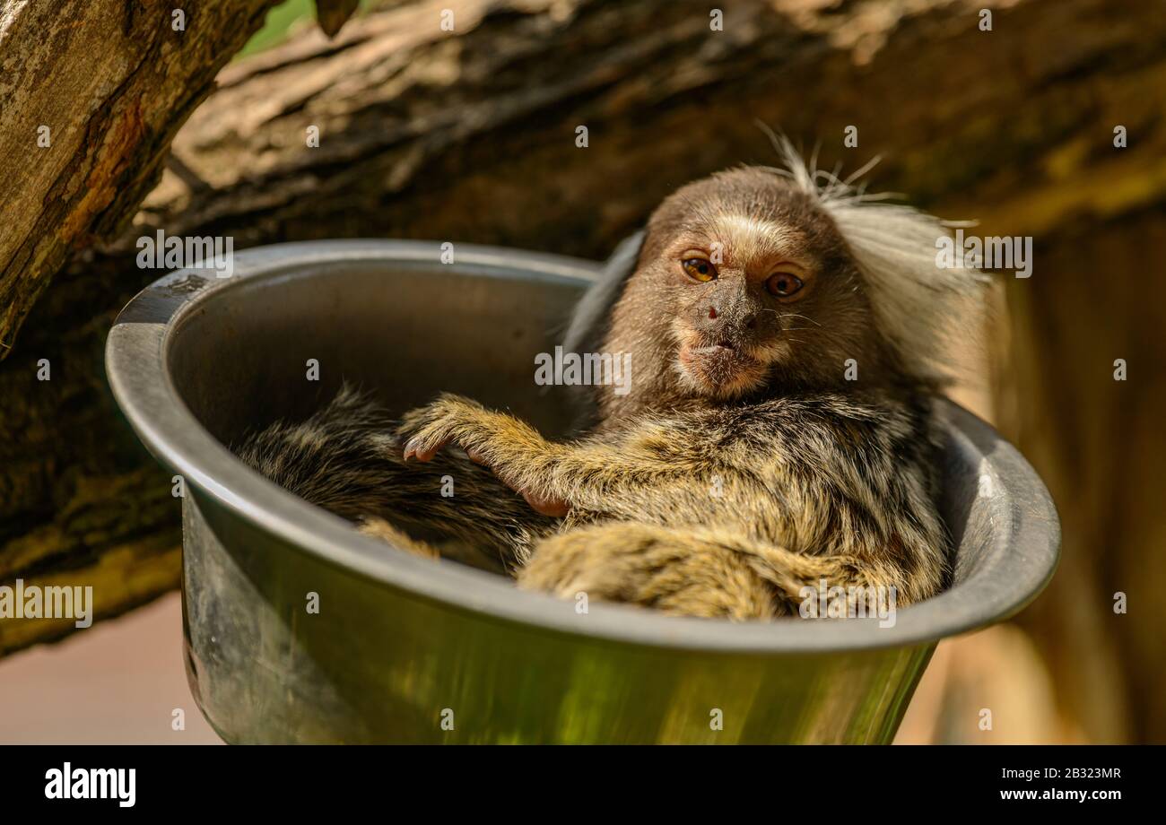 singe de marmoset commun (callithrix jacchus) reposant dans un bol en métal dans le zoo de pilsen Banque D'Images