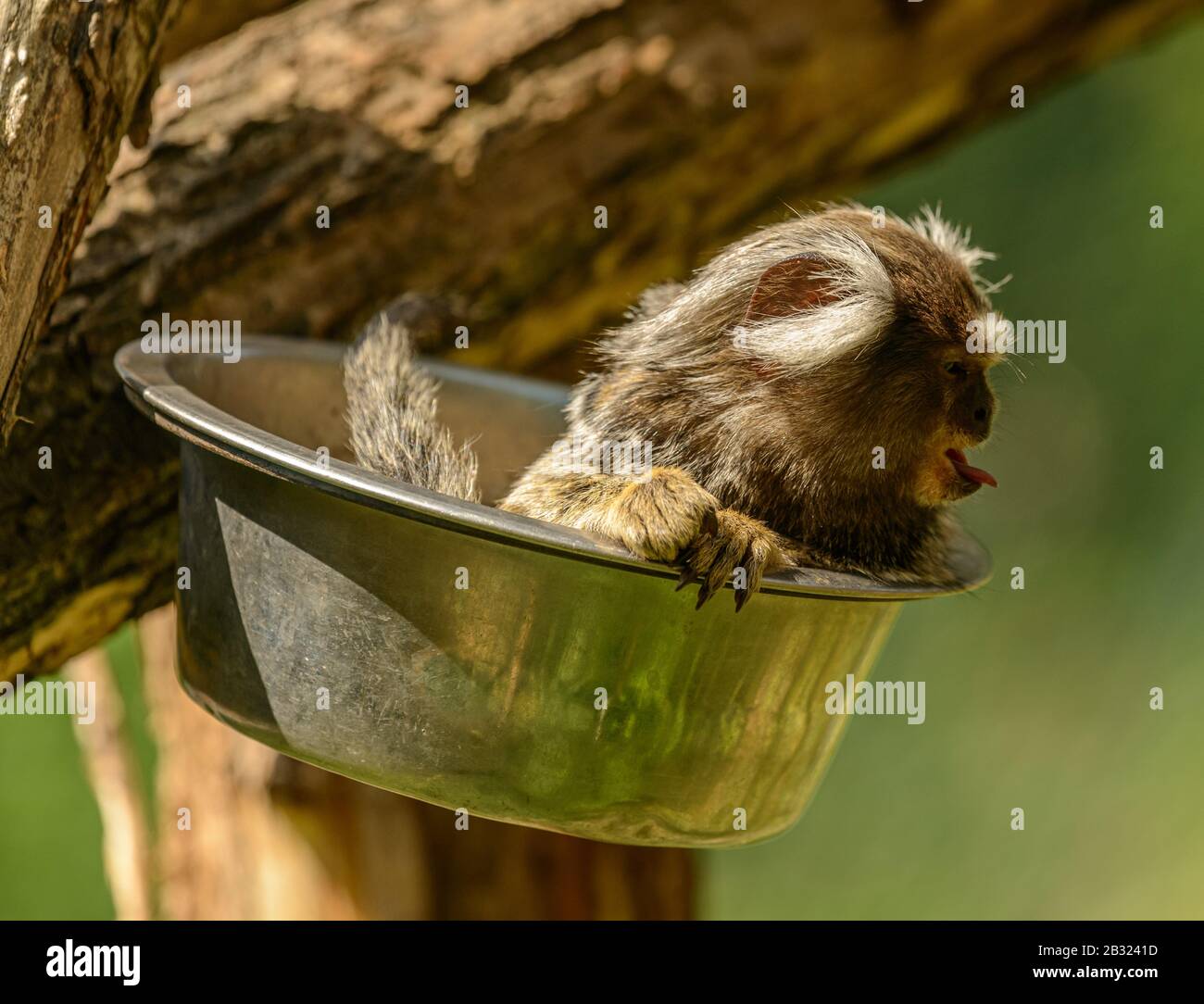 le singe de marmoset commun (callithrix jacchus) dans un bol en métal qui colle la langue dans le zoo pilsen Banque D'Images