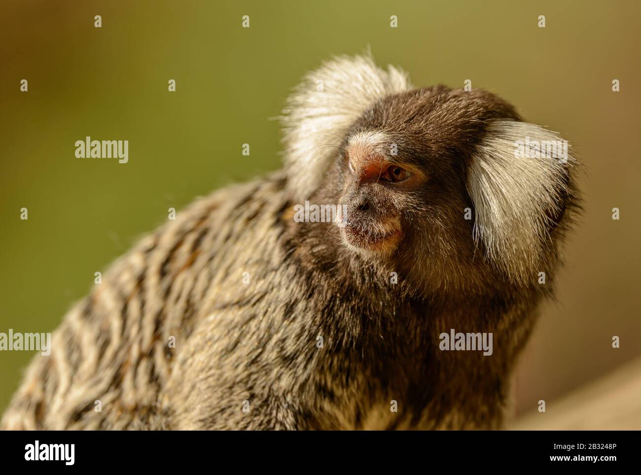 marmoset commun (callithrix jacchus) portrait de singe au soleil dans le zoo de pilsen Banque D'Images