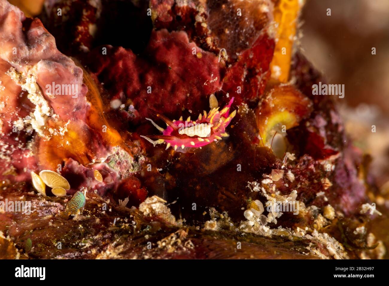 La plus belle de l'escargots sous l'océan Pacifique et Indien Banque D'Images