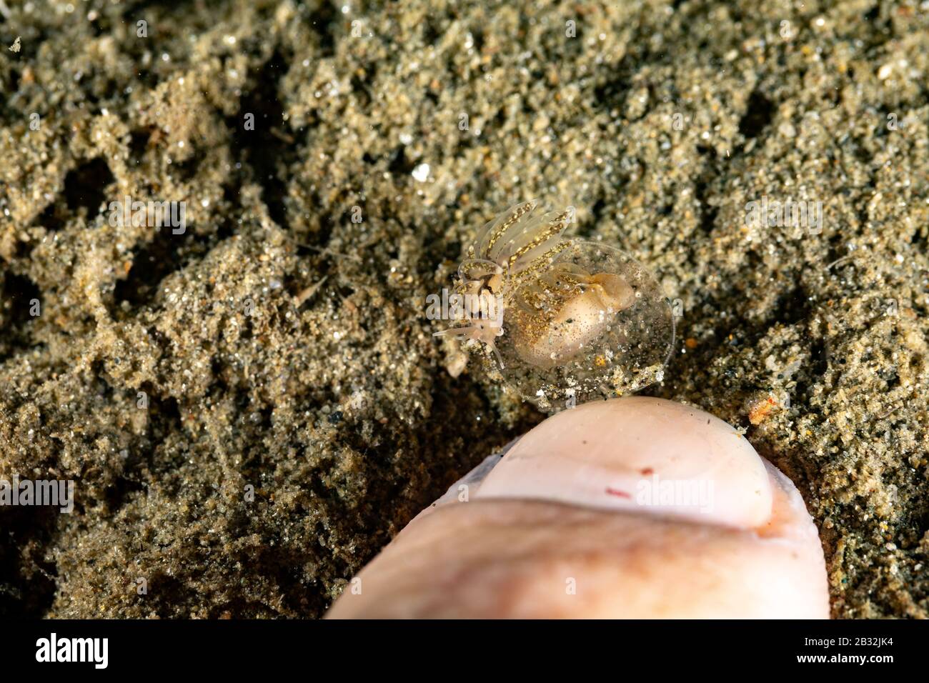 La plus belle de l'escargots sous l'océan Pacifique et Indien Banque D'Images