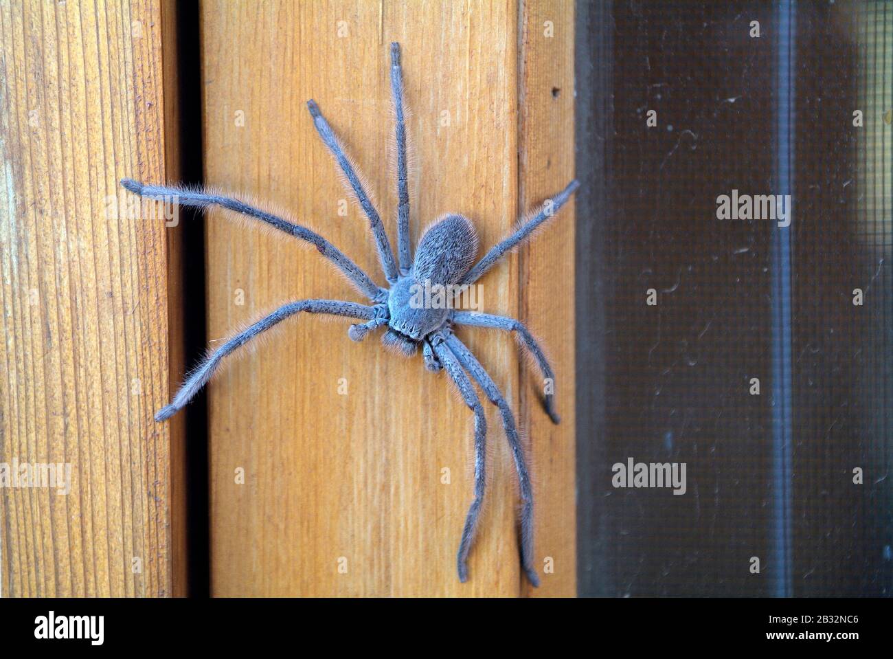 Australie, araignée huntsman Banque D'Images