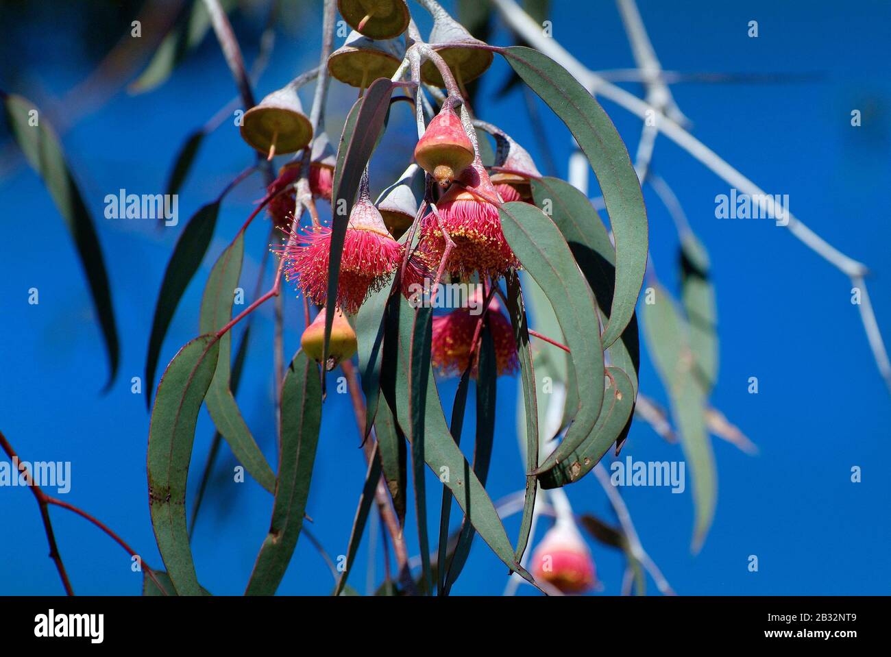 Fleurs Rouges Picots Australie Eucalyptus gungurru Banque de photographies et d’images à haute ...