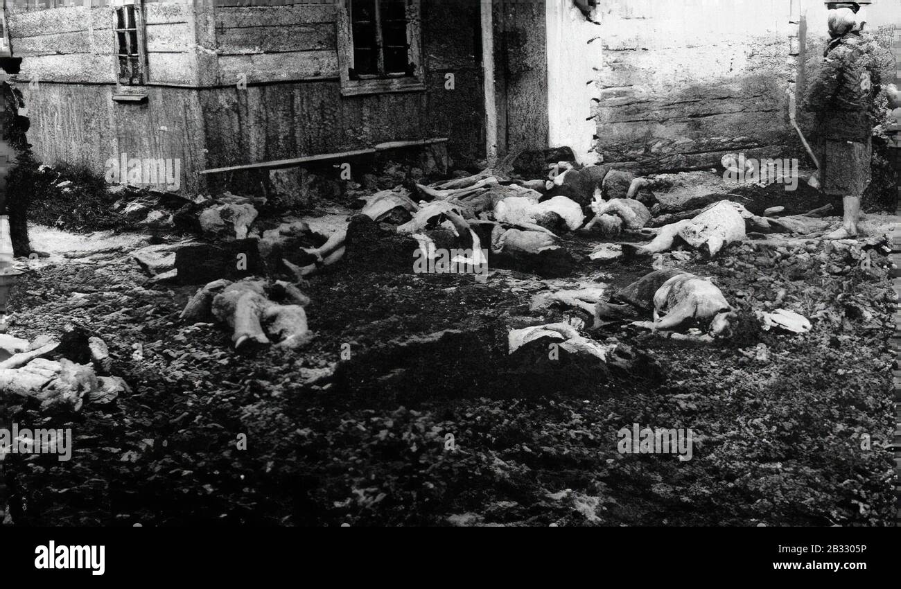 Les habitants ukrainiens de Wierzchowiny assassinés le 6 juin 1945 par une branche des forces armées nationales du capitaine Mieczysław Pazderski 'Gray'. Les partisans ont incarné l'armée polonaise « polonaise », et les habitants les ont accueillis sans crainte. Cependant, après leur entrée dans le village, ils ont commencé à les tuer. Banque D'Images