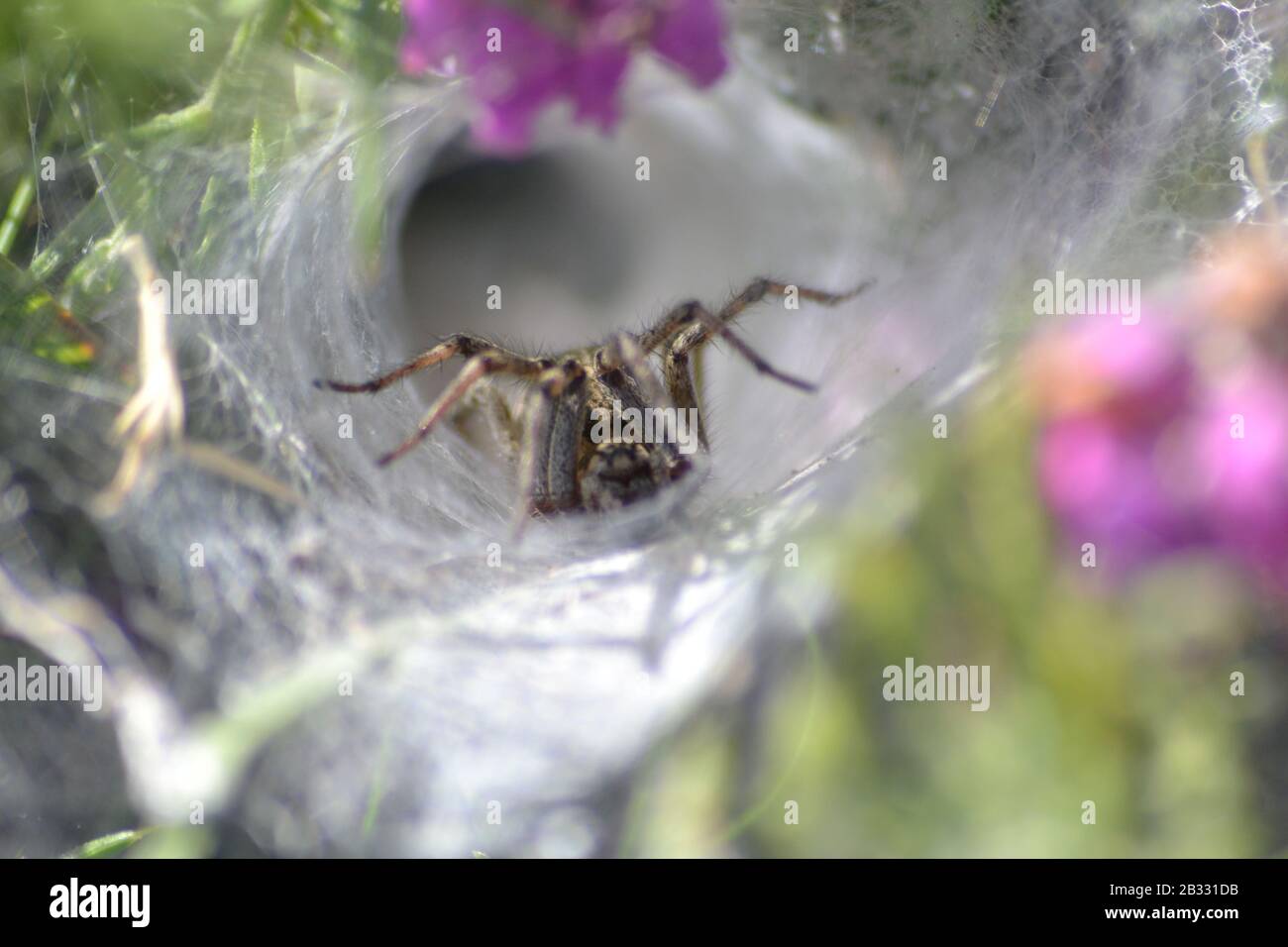 Labyrinthe Spider attendant la nourriture, sur le sentier côtier de Pembrokeshire. Pays De Galles. Banque D'Images