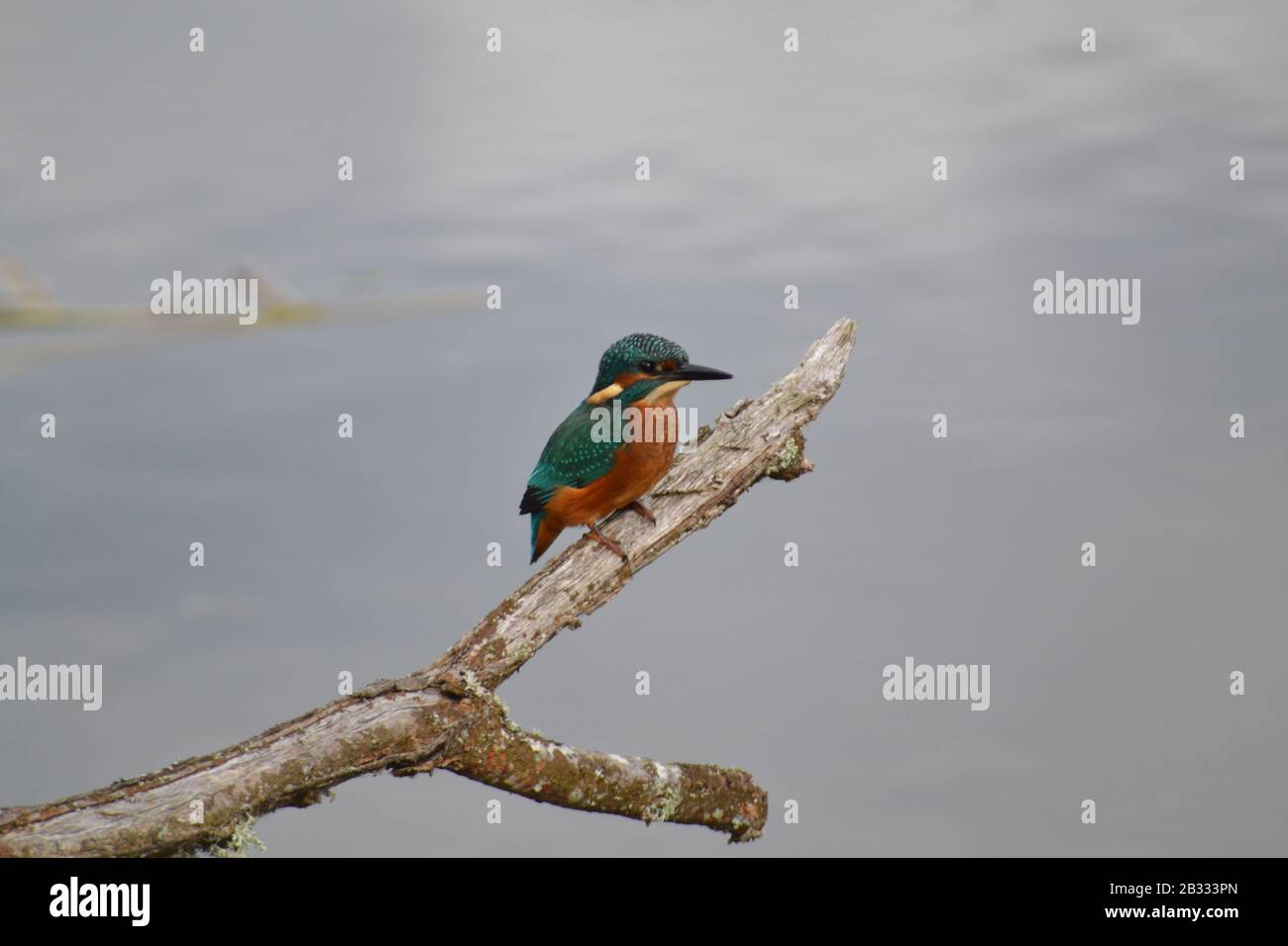 Magnifique Kingfisher sur un perch dans la réserve naturelle galloise. Banque D'Images